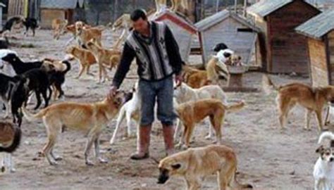 H­a­y­v­a­n­ ­b­a­r­ı­n­a­ğ­ı­n­a­ ­s­a­l­d­ı­r­ı­:­ ­4­ ­k­ö­p­e­k­ ­ö­l­d­ü­ ­-­ ­Y­a­ş­a­m­ ­H­a­b­e­r­l­e­r­i­